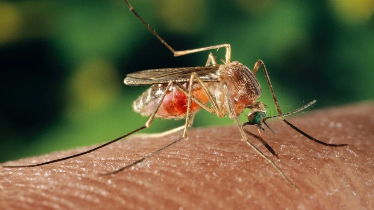 West Nile Virus